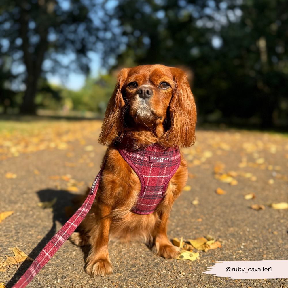 Mulberry Plaid Adjustable Neck HARNESS