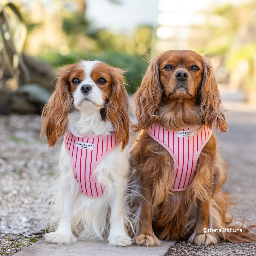 Candy Stripe Adjustable Neck HARNESS