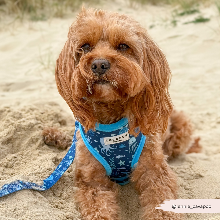 Sea Life Pawty Adjustable Neck Harness, Lead & Collar Bundle