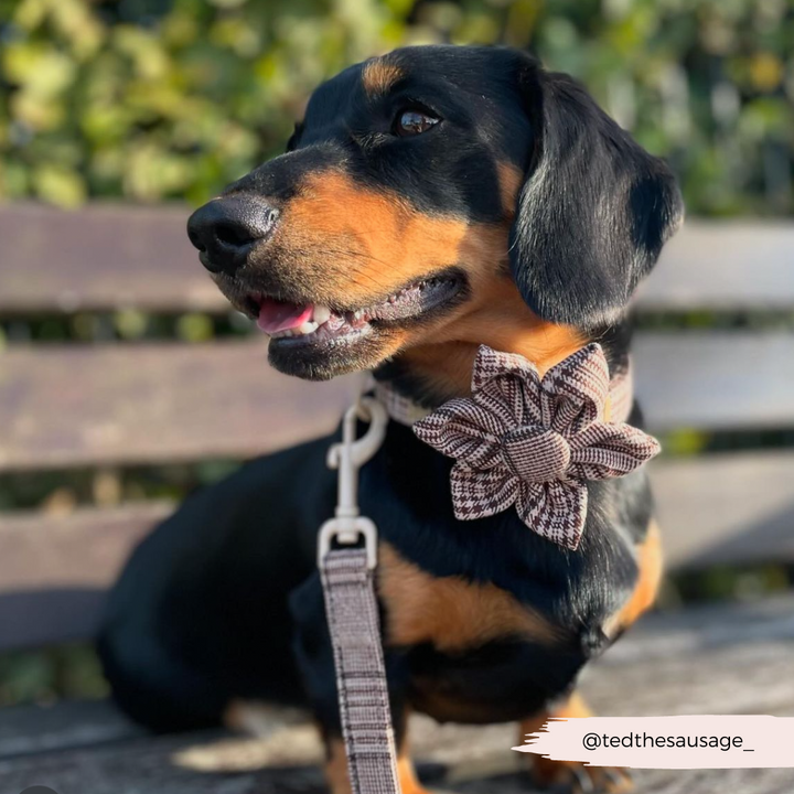 Pup Plaid Collar Flower