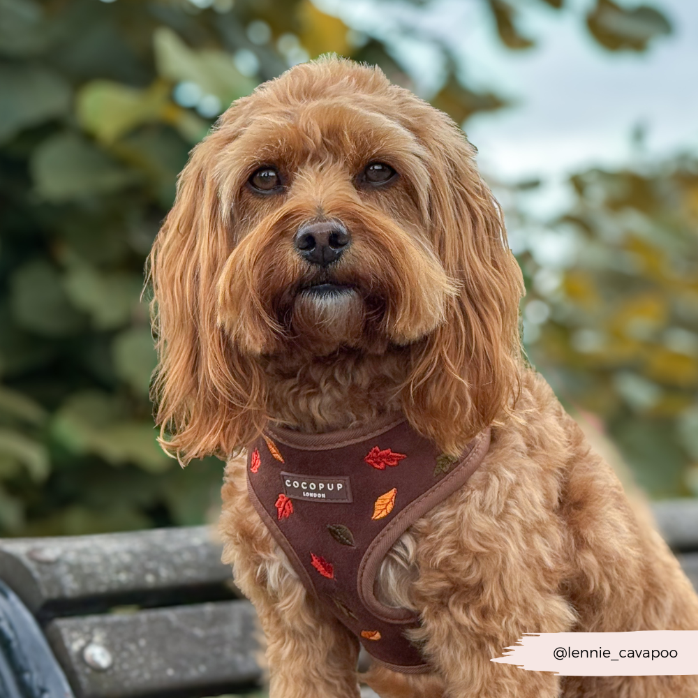 Pawtumn Leaves Adjustable Neck Harness, Lead & Collar Bundle