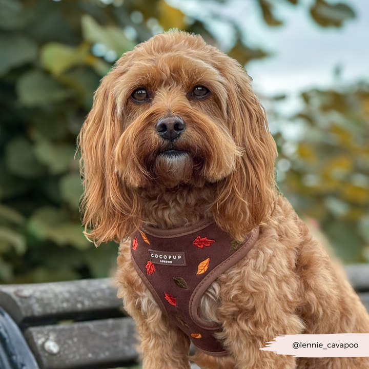 Pawtumn Leaves Adjustable Neck Harness, Lead & Collar Bundle