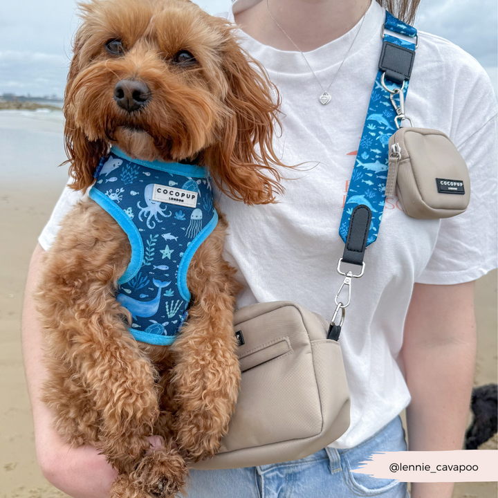 Sea Life Pawty Adjustable Neck Harness, Lead & Collar Bundle