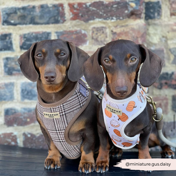 Cinnamon Buns Adjustable Neck Harness