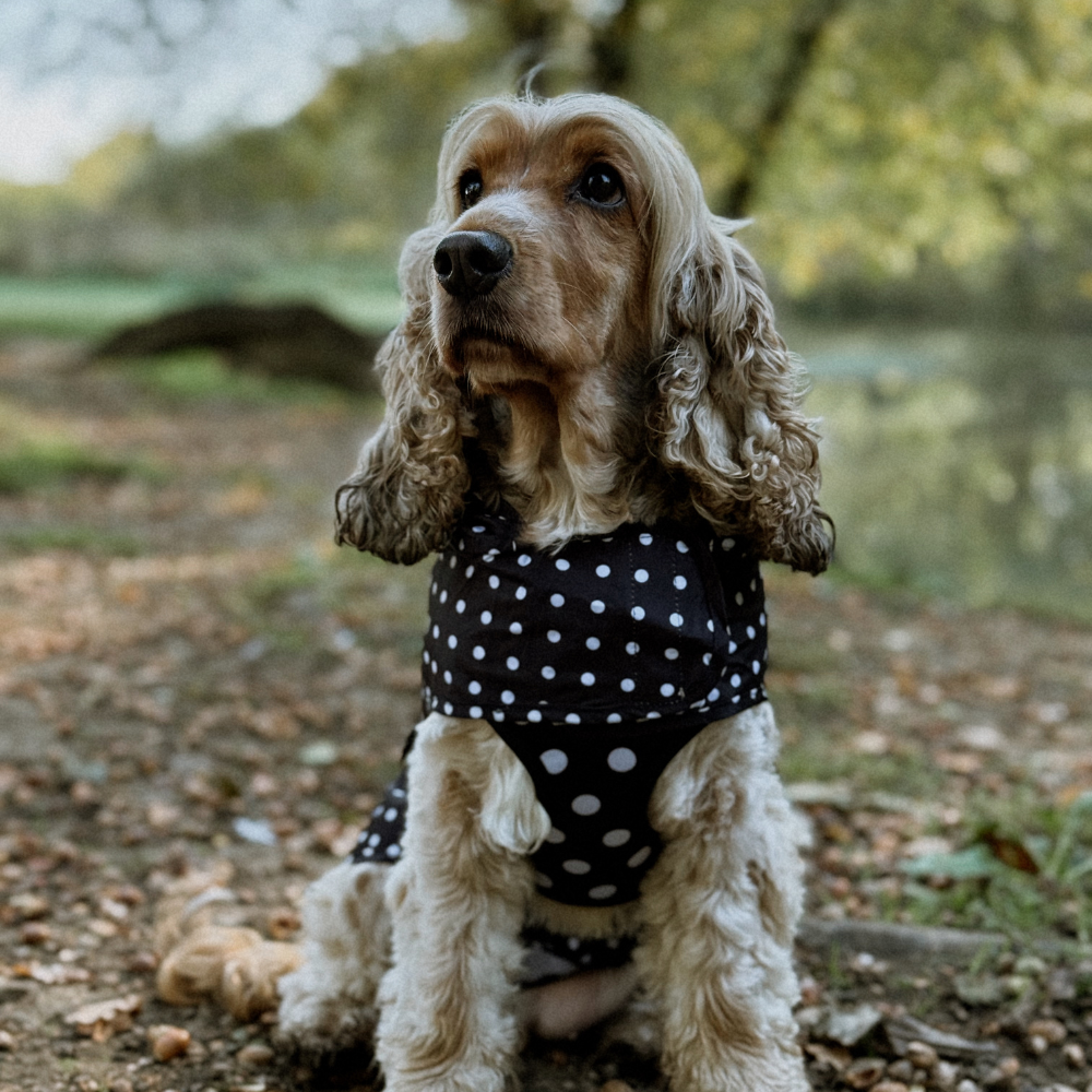 Dog Raincoat - Black Polka Dot