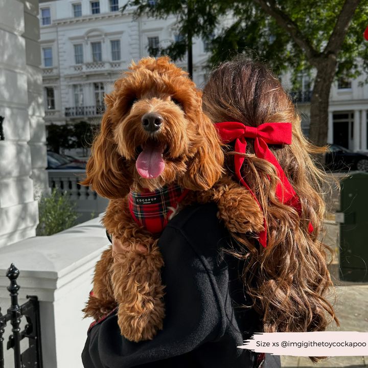 Tartan Adjustable Neck Harness, Lead & Collar Bundle