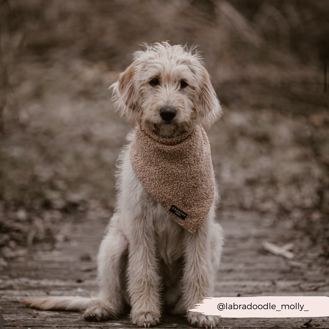 A Labradoodle wearing a Teddy Bandana - Rupert from Cocopup London sits on a wooden path surrounded by blurred, natural scenery. The Instagram handle "@labradoodle_molly_" is displayed in the corner of the image. Check out our lightweight and breathable bandanas for matching products!