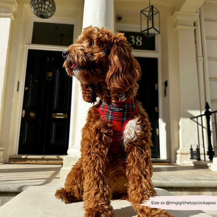 Tartan Adjustable Neck Harness