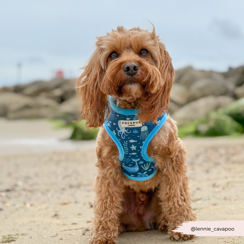 Sea Life Pawty Adjustable Neck Harness, Lead & Collar Bundle