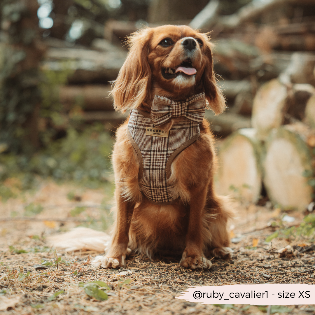 Pup Plaid Bow Tie