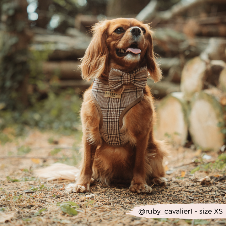 Pup Plaid Bow Tie