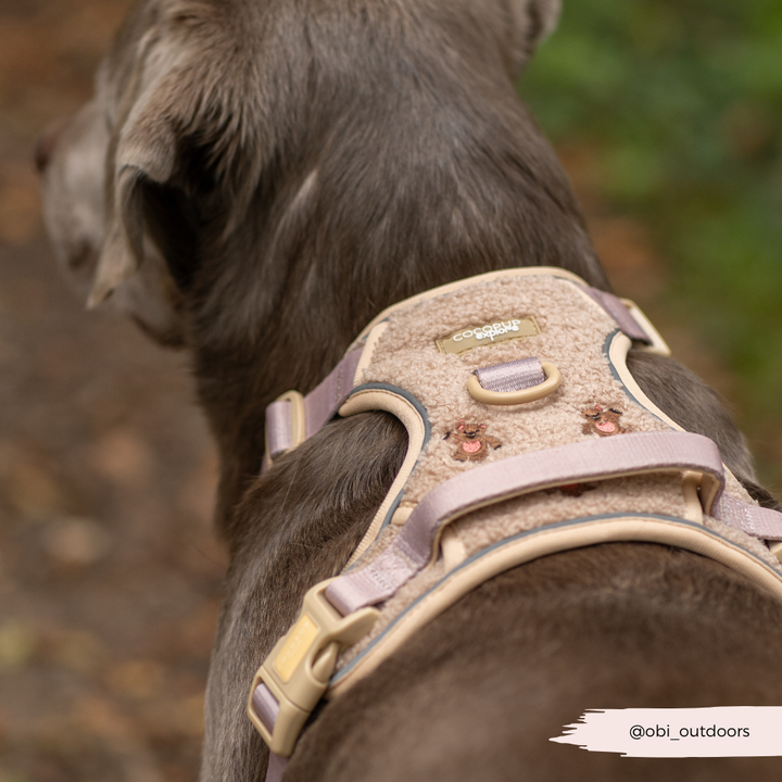 Explore Harness - Theo Embroidered Teddy