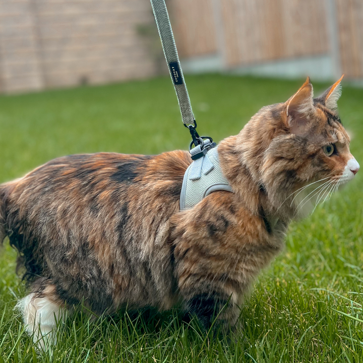 Cat Harness, Lead and Collar Bundle - Sage Tweed