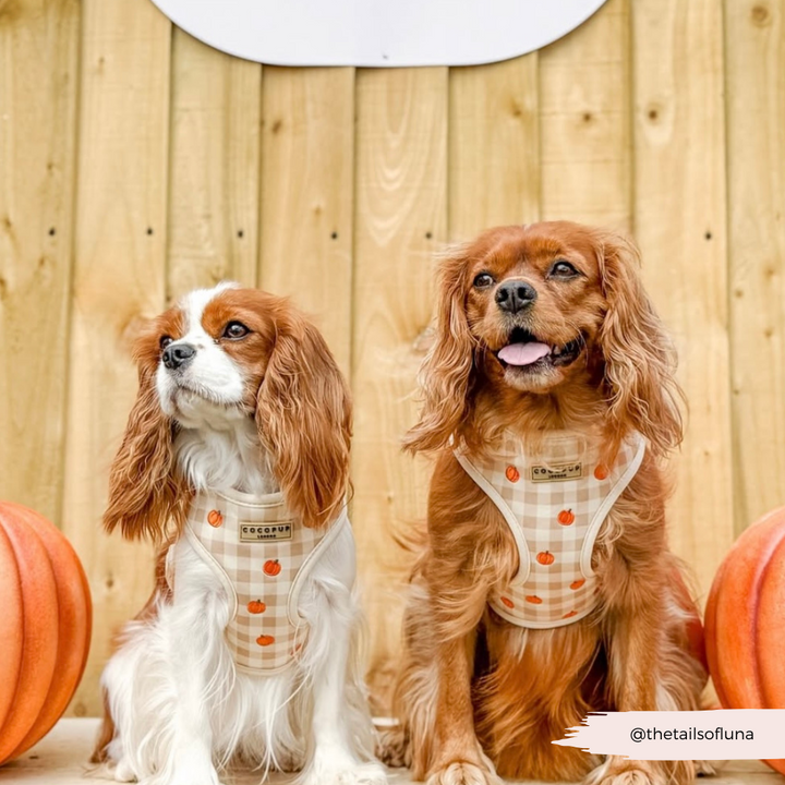 Pumpkin Patch Adjustable Neck HARNESS