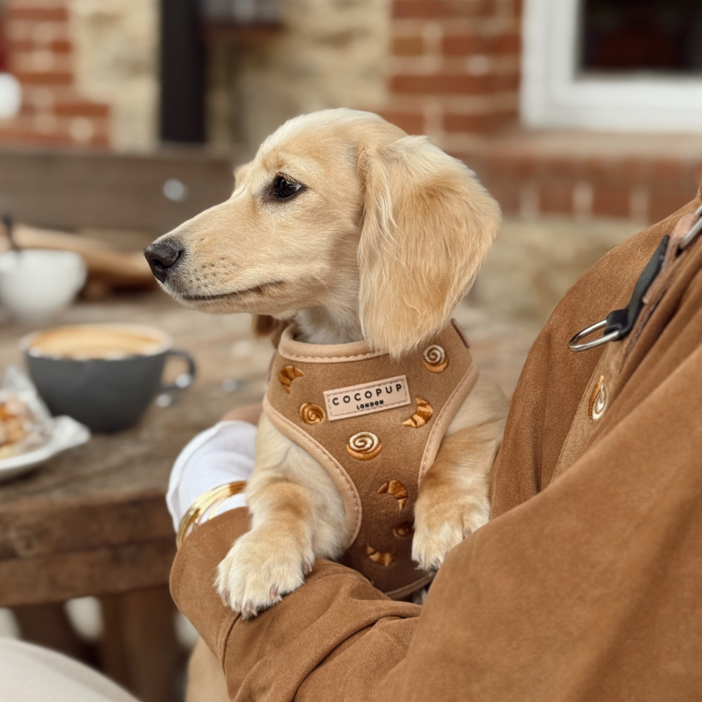 Pawtisserie Adjustable Neck Harness, Lead & Collar Bundle