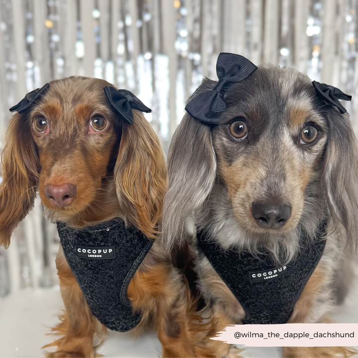 Limited Edition Sparkle Season Black Adjustable Neck Harness, Lead & Collar Bundle