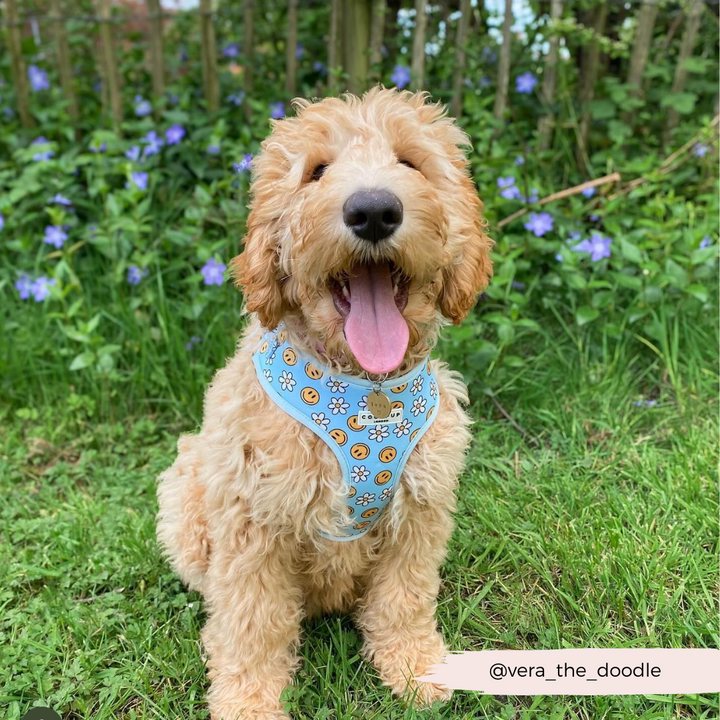 A happy dog with curly fur sits on grass in front of a wooden fence and purple flowers. The dog, wearing a light blue bandana featuring a floral and smiley face pattern, proudly shows off its Smiley Pawty Tent Adjustable Neck Harness by Cocopup London. The handle "@vera_the_doodle" is written in the bottom right corner.