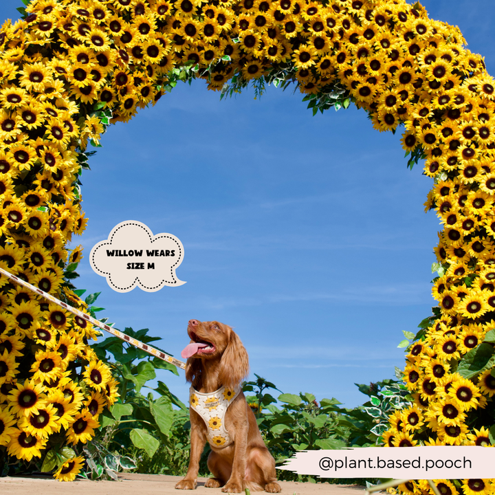 A dog wearing a Sunflower Patch Adjustable Neck Harness, Lead & Collar Bundle from Cocopup London sits under a large archway made of sunflowers against a clear blue sky. A speech bubble above the dog reads, "Willow wears size M." In the bottom right corner, there's a handle: @plant.based.pooch. Perfect for dog walks.