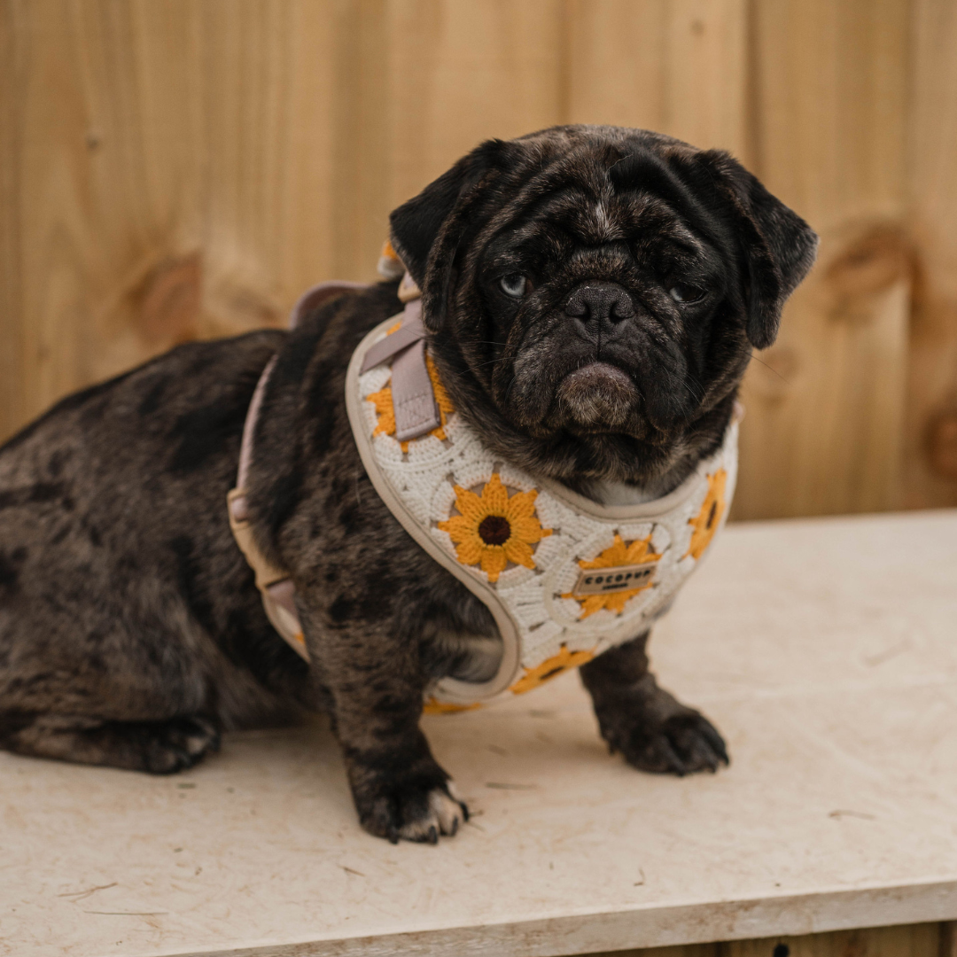 A pug with dark brindled fur and a grumpy expression sits on a wooden surface, sporting the stylish Cocopup London Sunflower Patch Adjustable Neck Harness adorned with yellow sunflowers. A wooden fence is visible in the background.