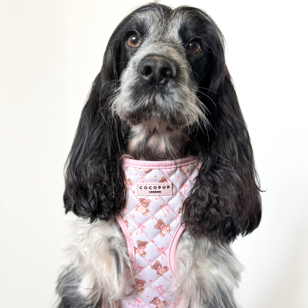 Quilted Thea Teddy Adjustable Neck Harness, Lead & Collar Bundle