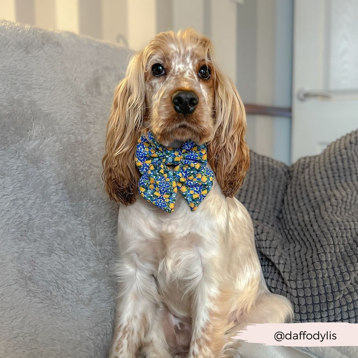 Amalfi Lemon Sailor Bow Tie