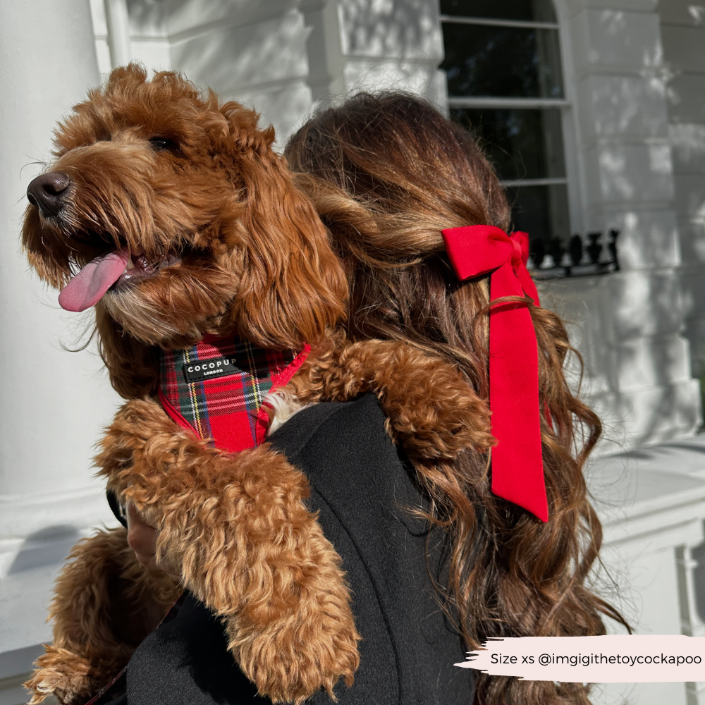 Tartan Adjustable Neck Harness, Lead & Collar Bundle