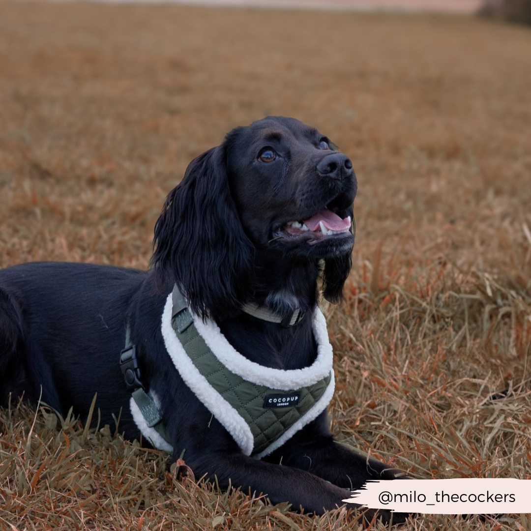 Khaki Quilted Adjustable Neck Harness