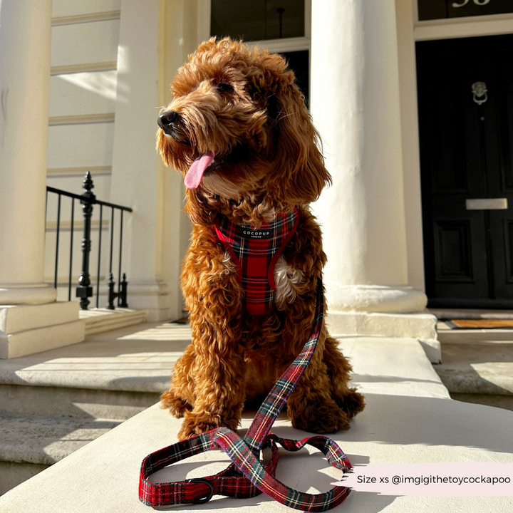 Tartan Adjustable Neck Harness, Lead & Collar Bundle