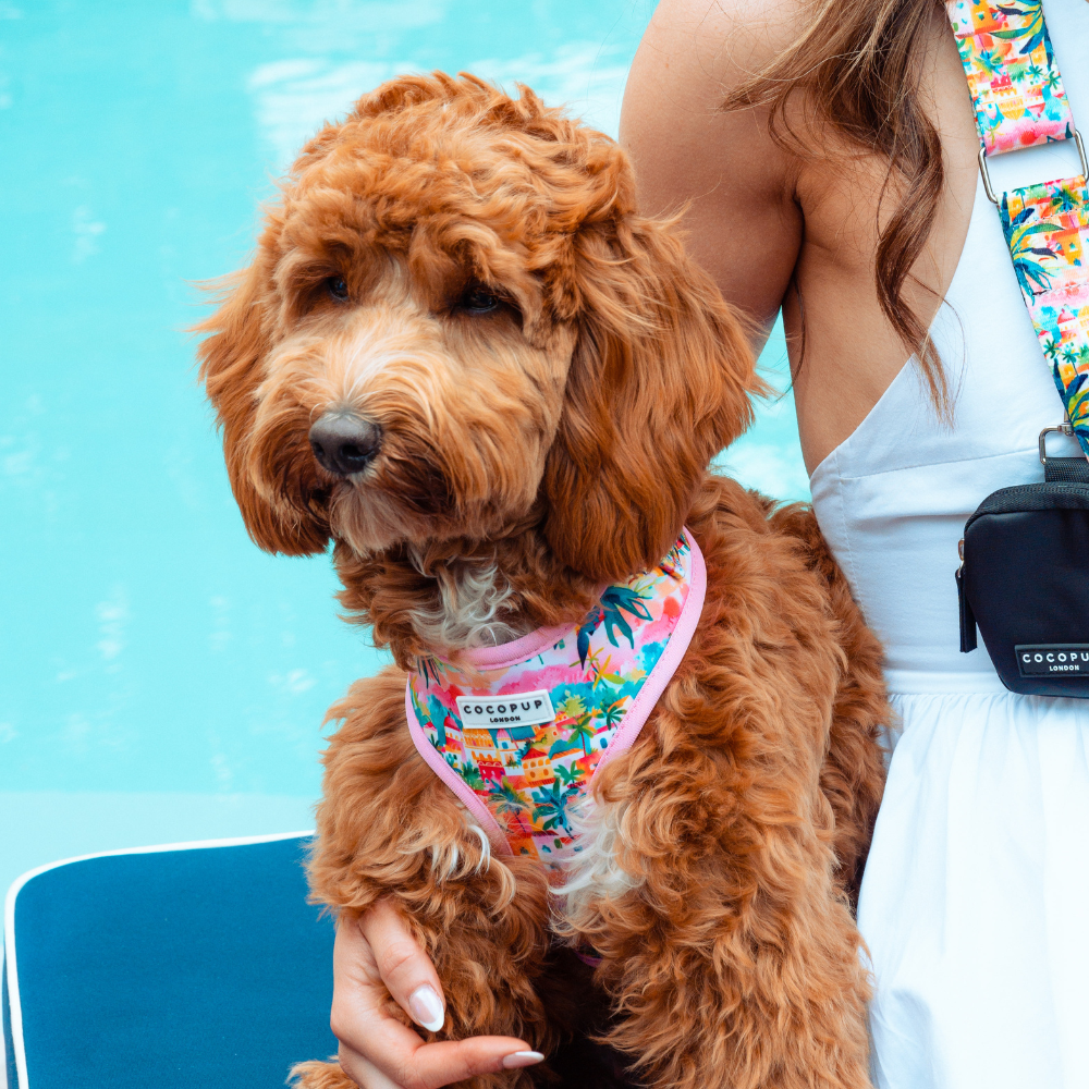 Portofino Pup Adjustable Neck Harness, Lead & Collar Bundle
