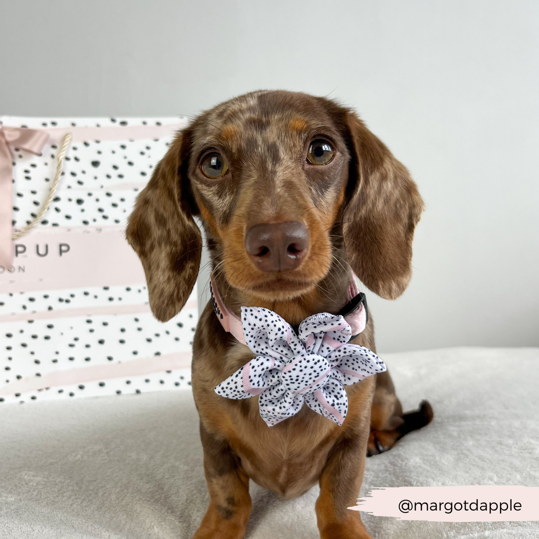 Pink Dalmatian Collar Flower