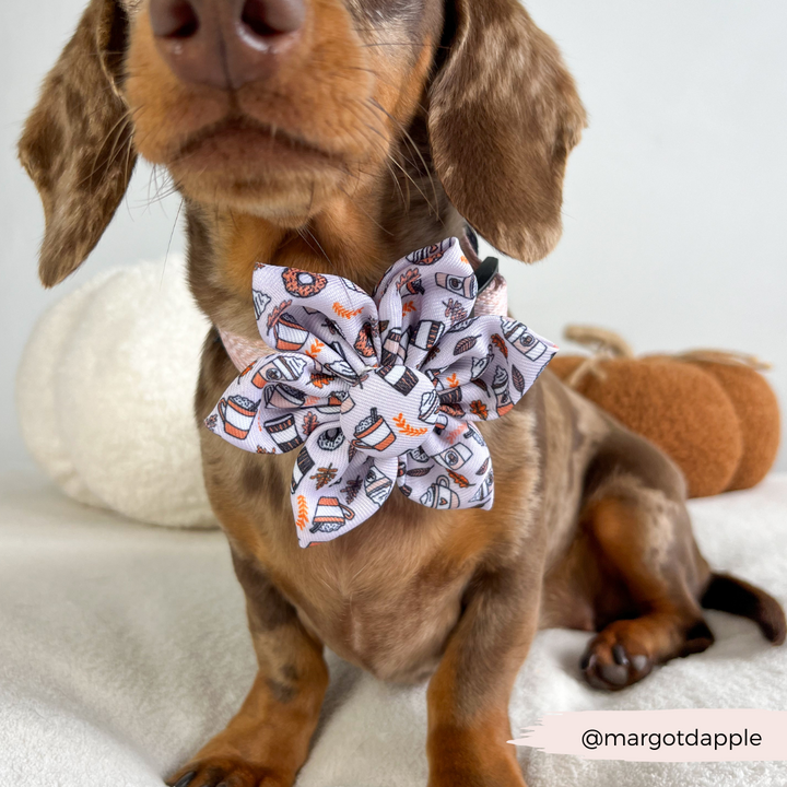 Autumn Puppuccino Collar Flower