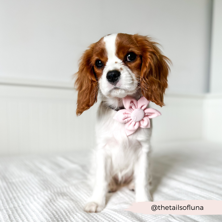 LUXE Baby Pink Heart Collar Flower