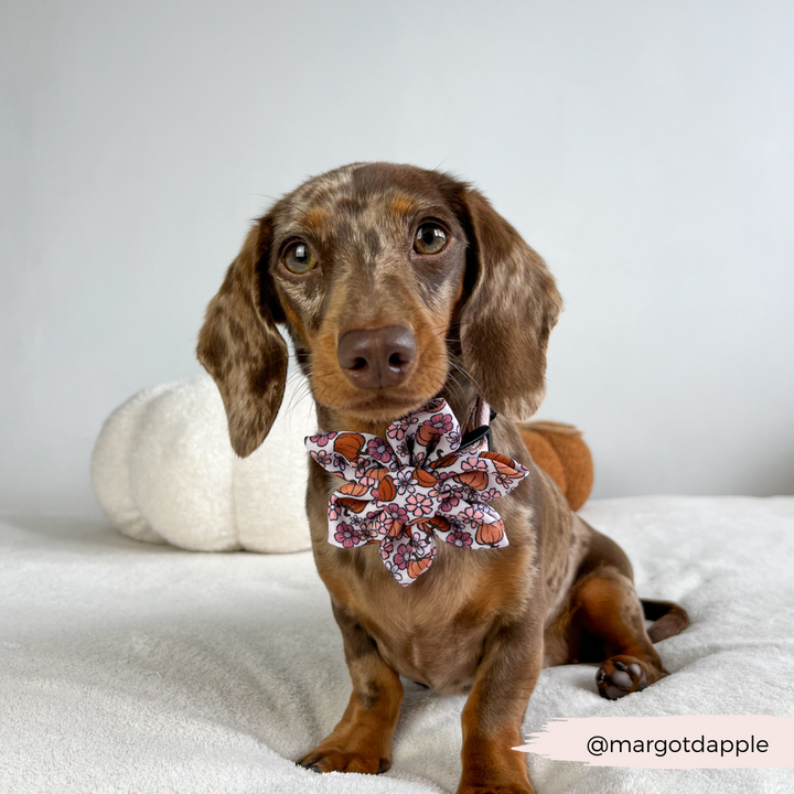 Pupkin Meadow Collar Flower