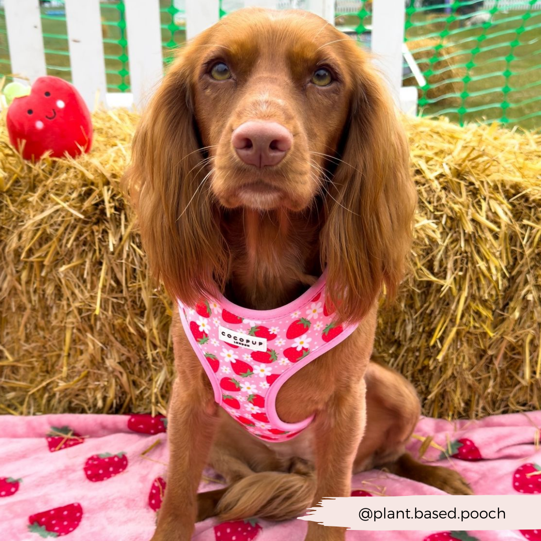 Pupberry Fields Adjustable Neck Harness