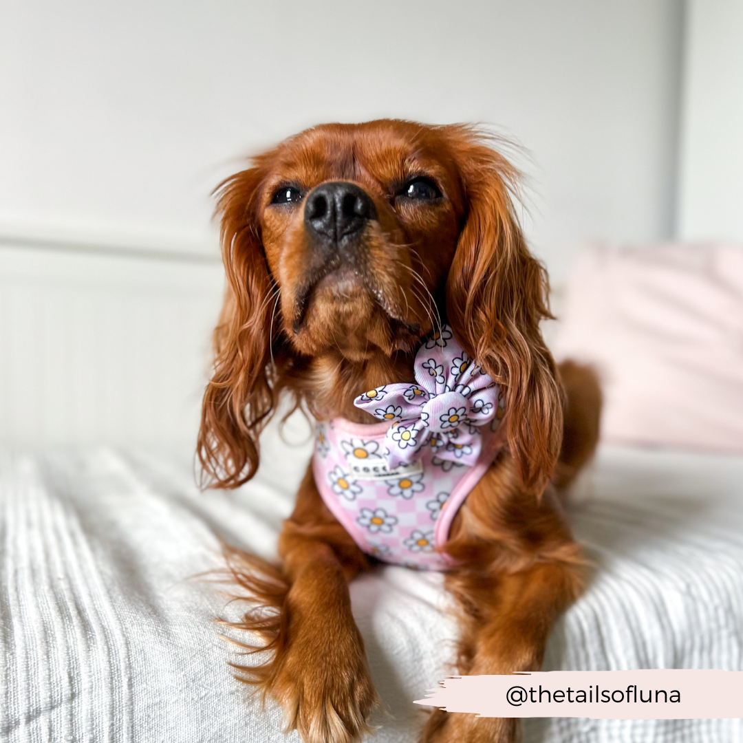 Daisy Gingham Rave Collar Flower