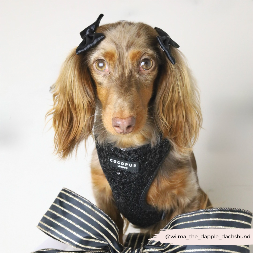 Limited Edition Sparkle Season Black Adjustable Neck HARNESS