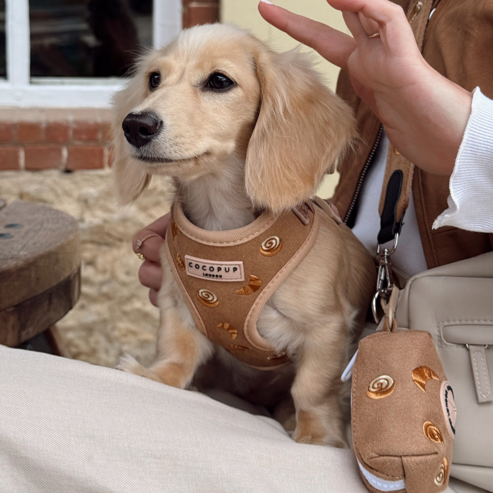 Pawtisserie Adjustable Neck Harness, Lead & Collar Bundle