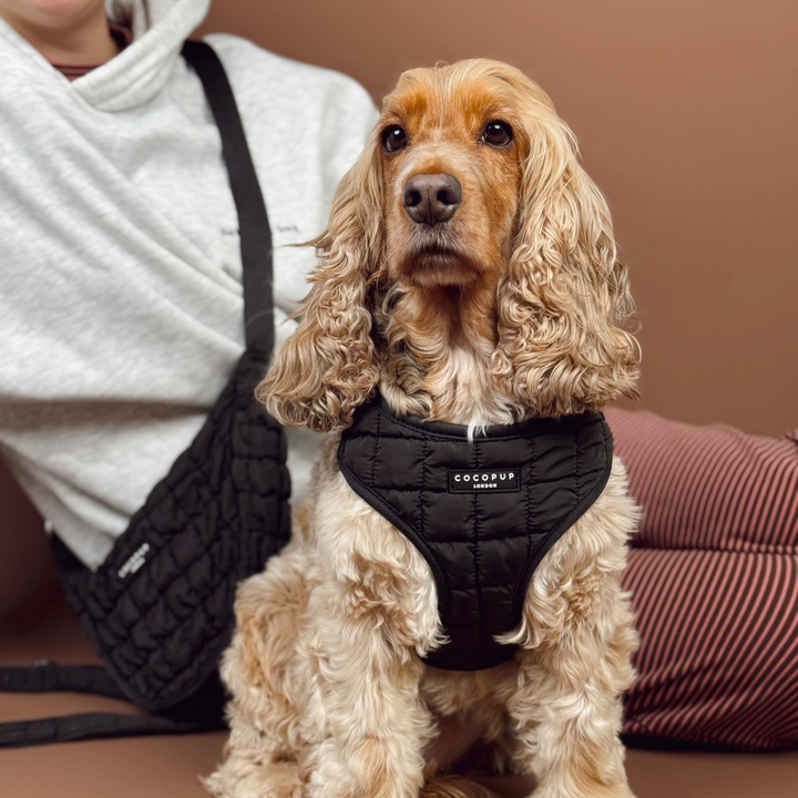 Onyx Quilted Adjustable Neck Harness, Lead & Collar Bundle