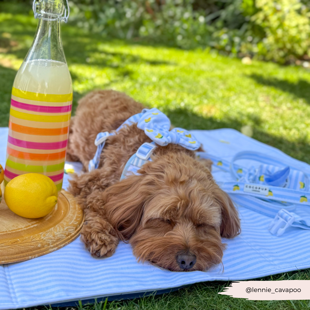 Travel Mat & Blanket Set - Living La Vida Lemon