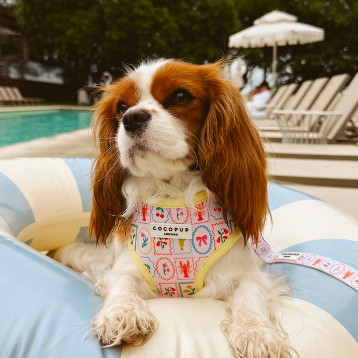 Dolce Vita Adjustable Neck HARNESS