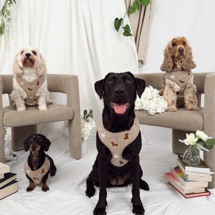 Ralph & Friends Mocha Teddy Adjustable Neck Harness, Lead & Collar Bundle