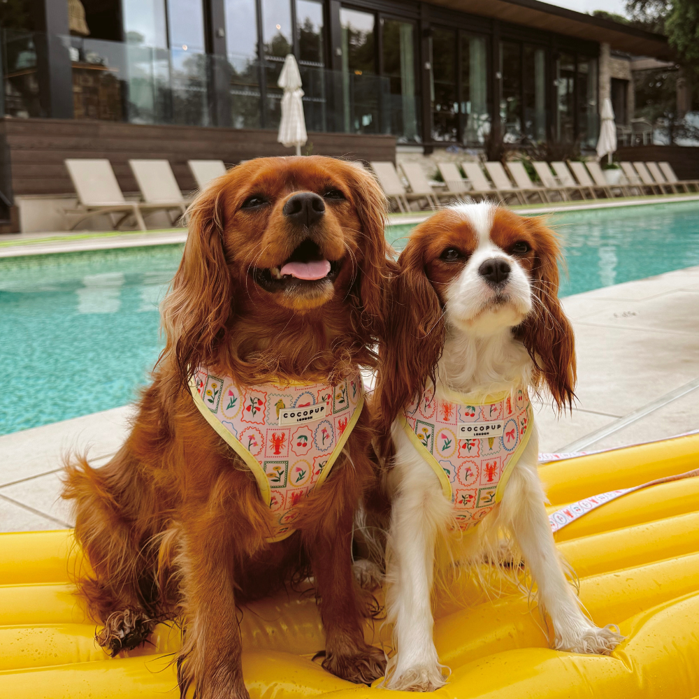 Dolce Vita Adjustable Neck HARNESS