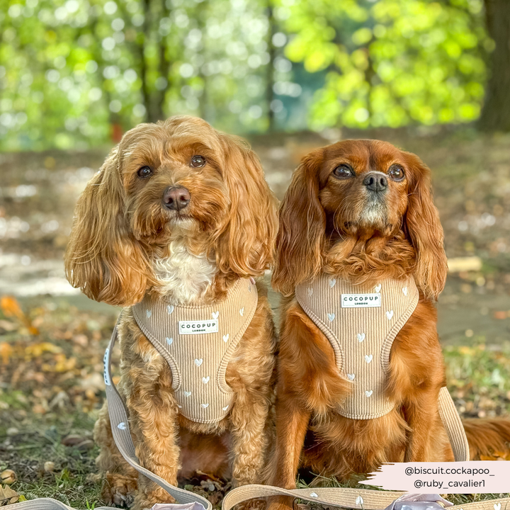 Chai Hearts Adjustable Neck Harness, Lead & Collar Bundle