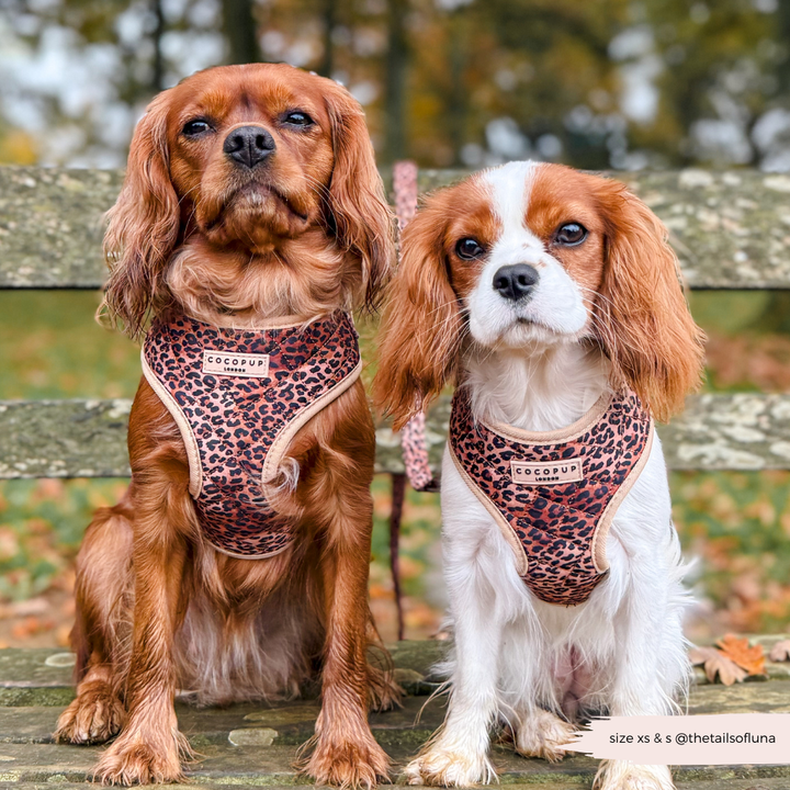 Quilted Leopard Pup Adjustable Neck Harness, Lead & Collar Bundle