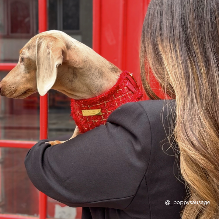 Red Textured Tweed Adjustable Neck HARNESS