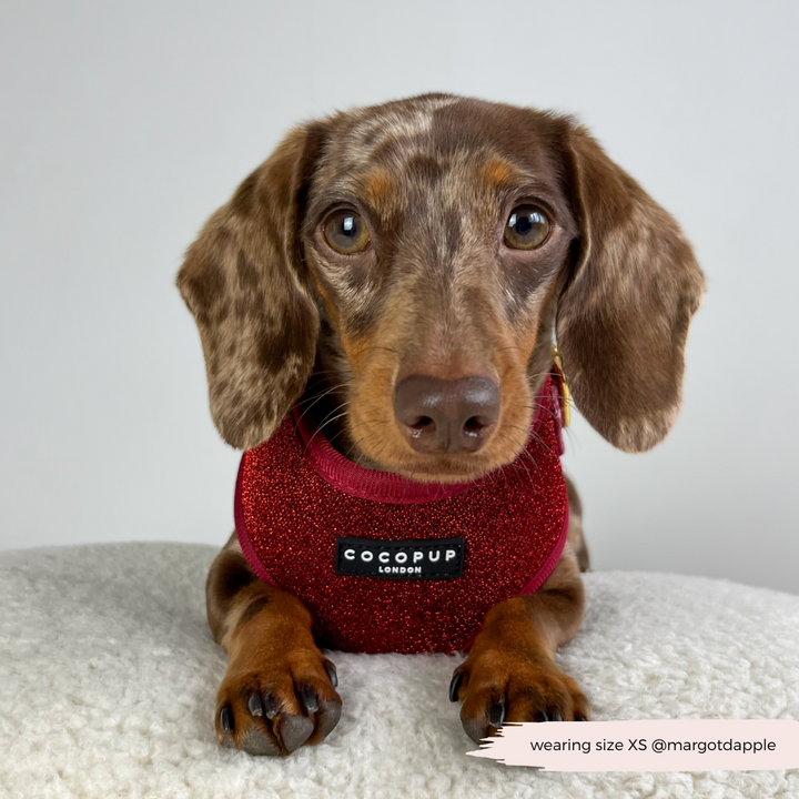 Limited Edition Burgundy Sparkle Pup Adjustable Neck Harness, Lead & Collar Bundle