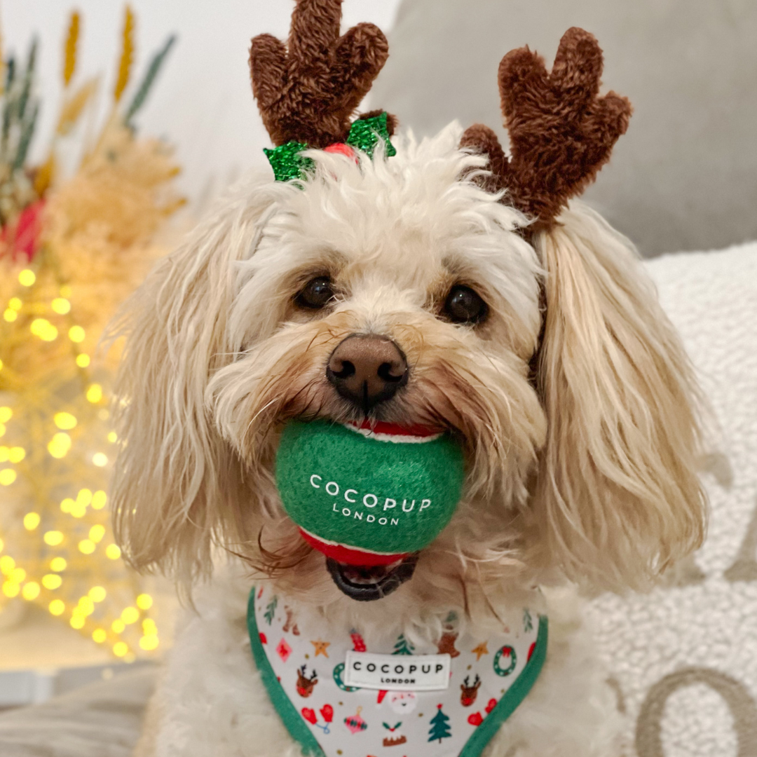 Limited Edition Tennis Ball - Christmas Red & Green