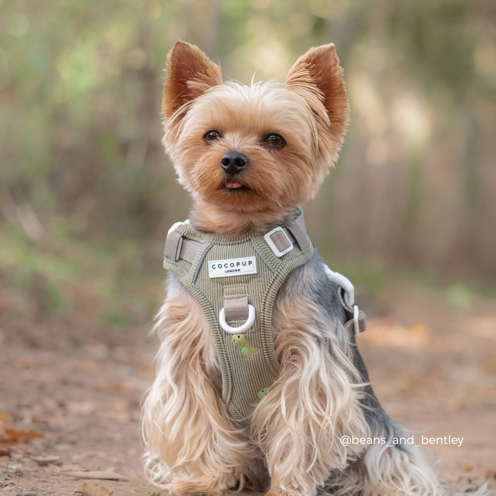 Explore Harness - Dino Doodles