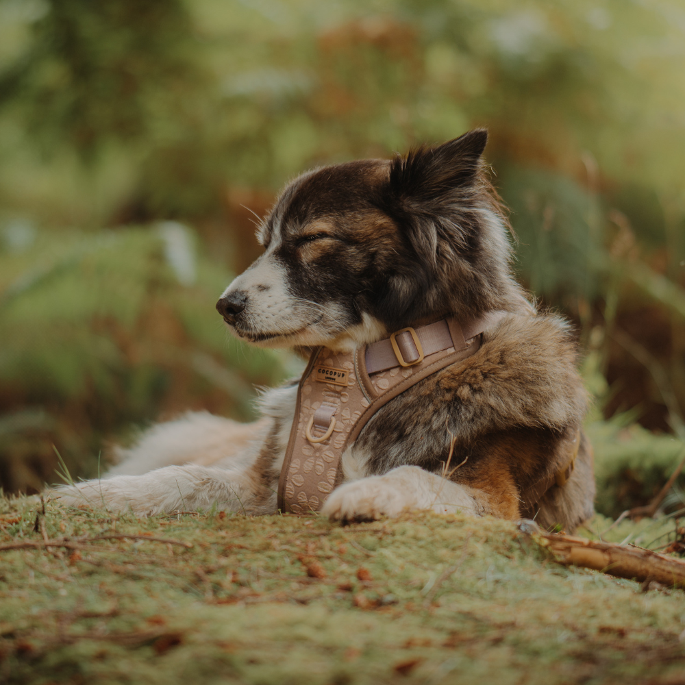 Explore Harness - Mocha Flower