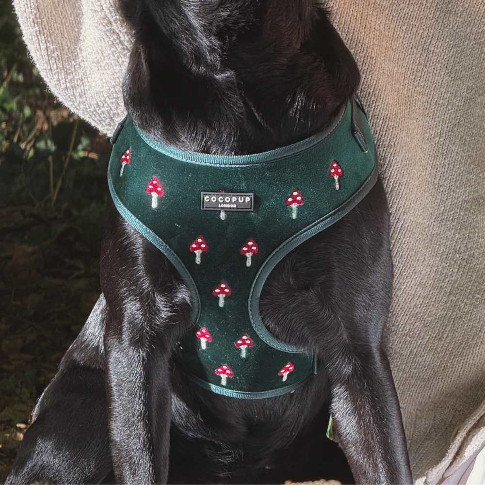 Toadstool Trails Adjustable Neck HARNESS